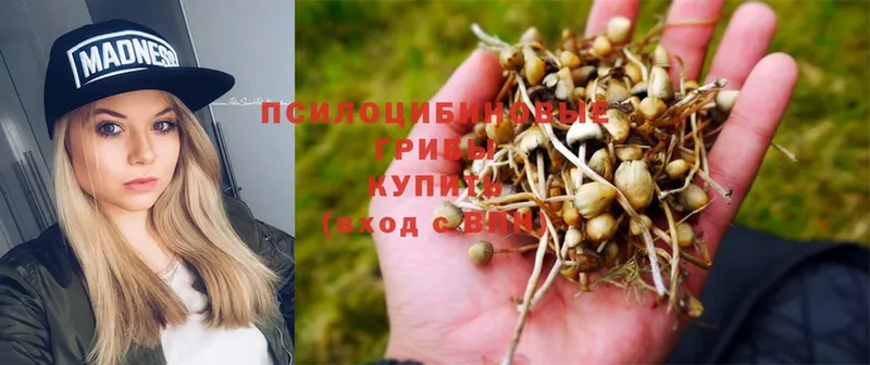 Псилоцибиновые грибы Psilocybine cubensis Людиново